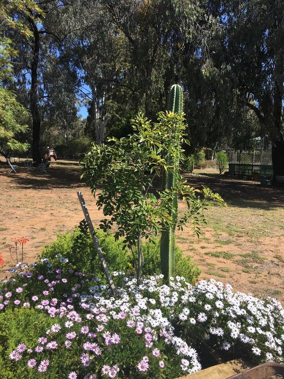 Azalea Motel Coonabarabran Exteriör bild